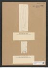 Berkeleya fragilis Grev. (de-Toni-Nr.: Genus 21, Species 1215) Zeichnungen Sammlung Grunow Nr. 2337 (NHMW-BOT-W0369466)